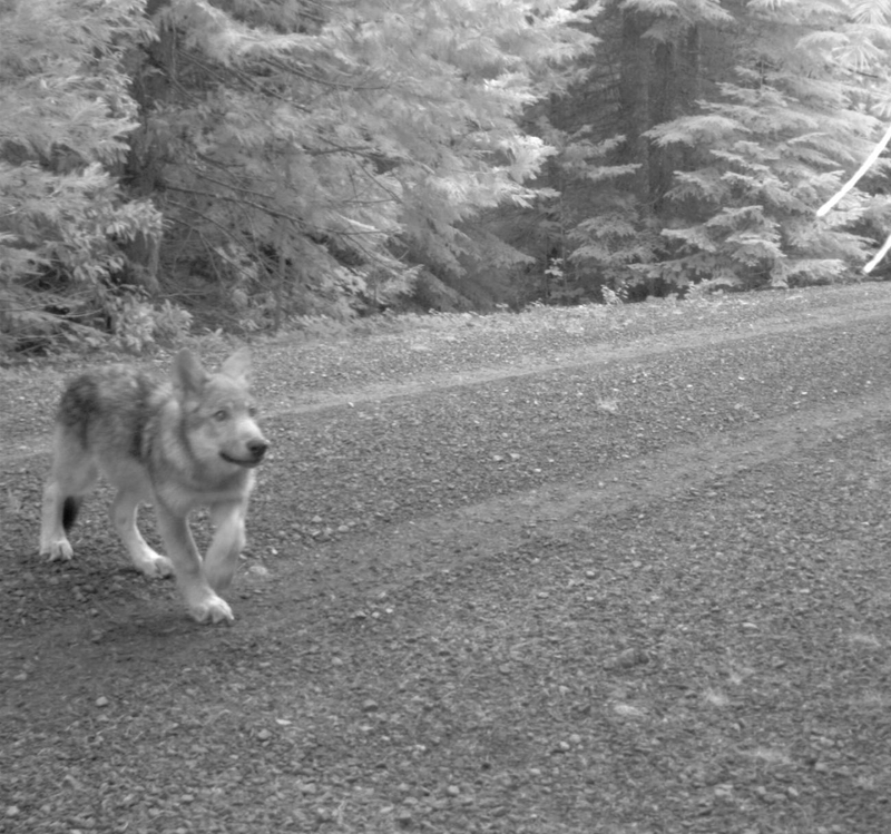 Illustration for article titled These Adorable Wolf Pups Could Be California's First In 100 Years